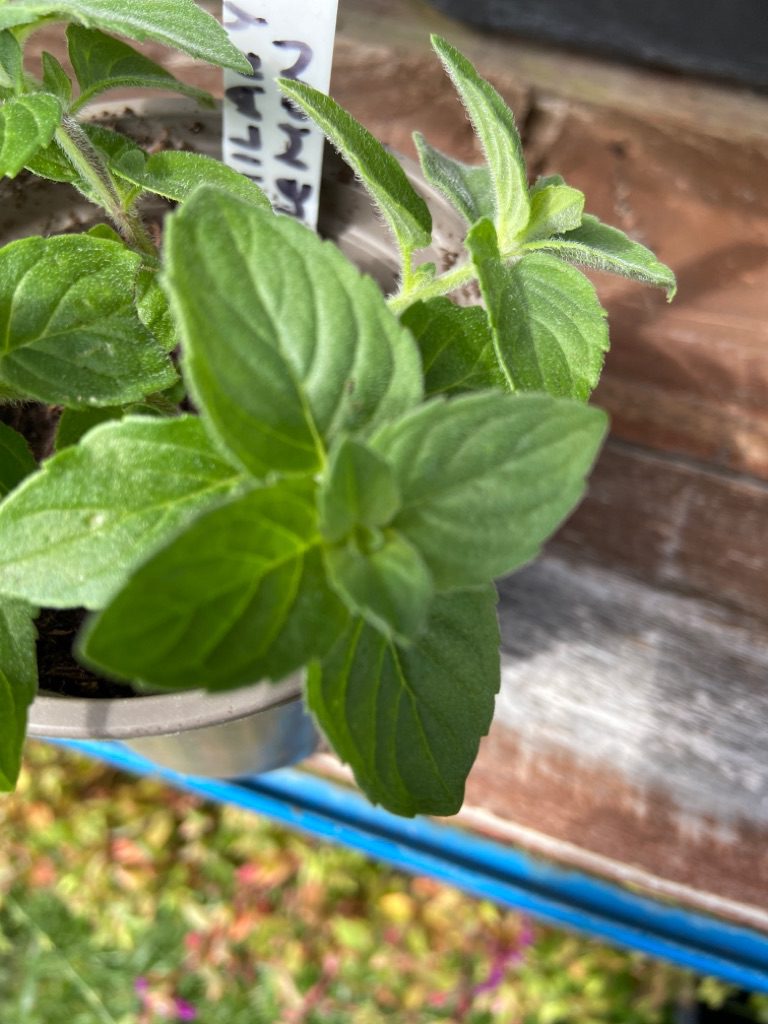 veronica plant Veronica incana 'Silbersee' Plants – Streambank Gardens main image 0