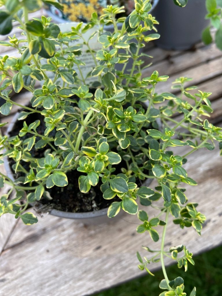 Thyme x Citriodorus Mystic ‘Lemon Thyme’ Sturton Plants