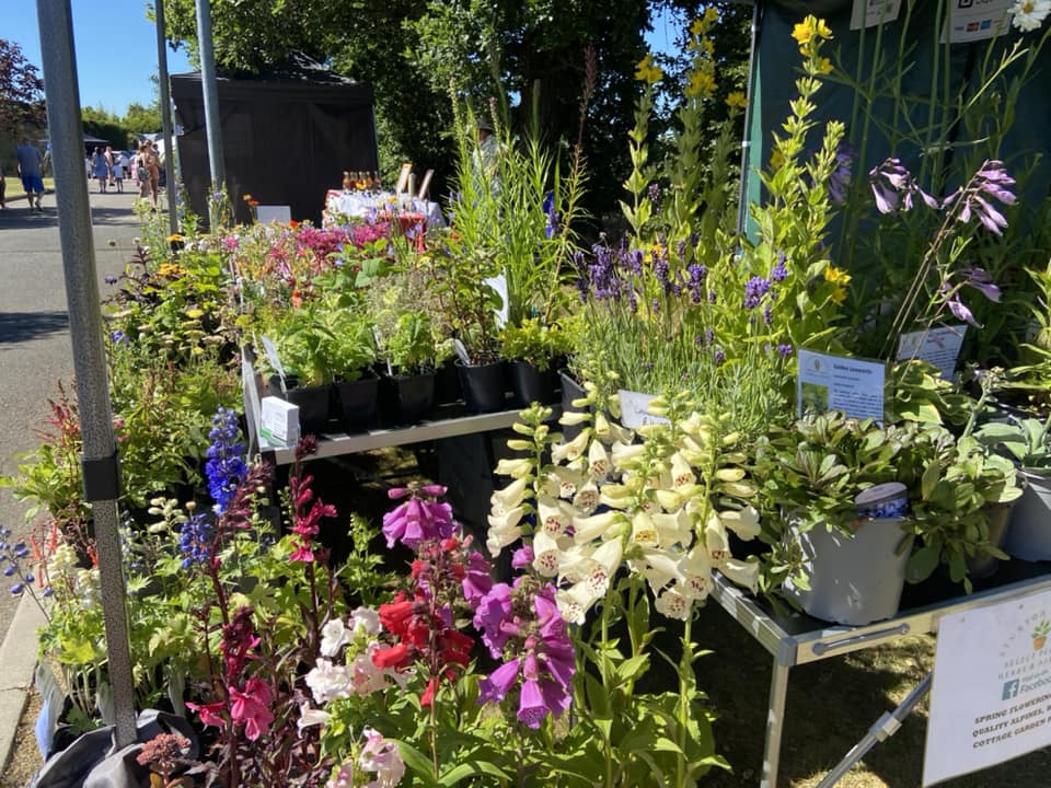 Photo of a few of the plants available from Sturton Plants