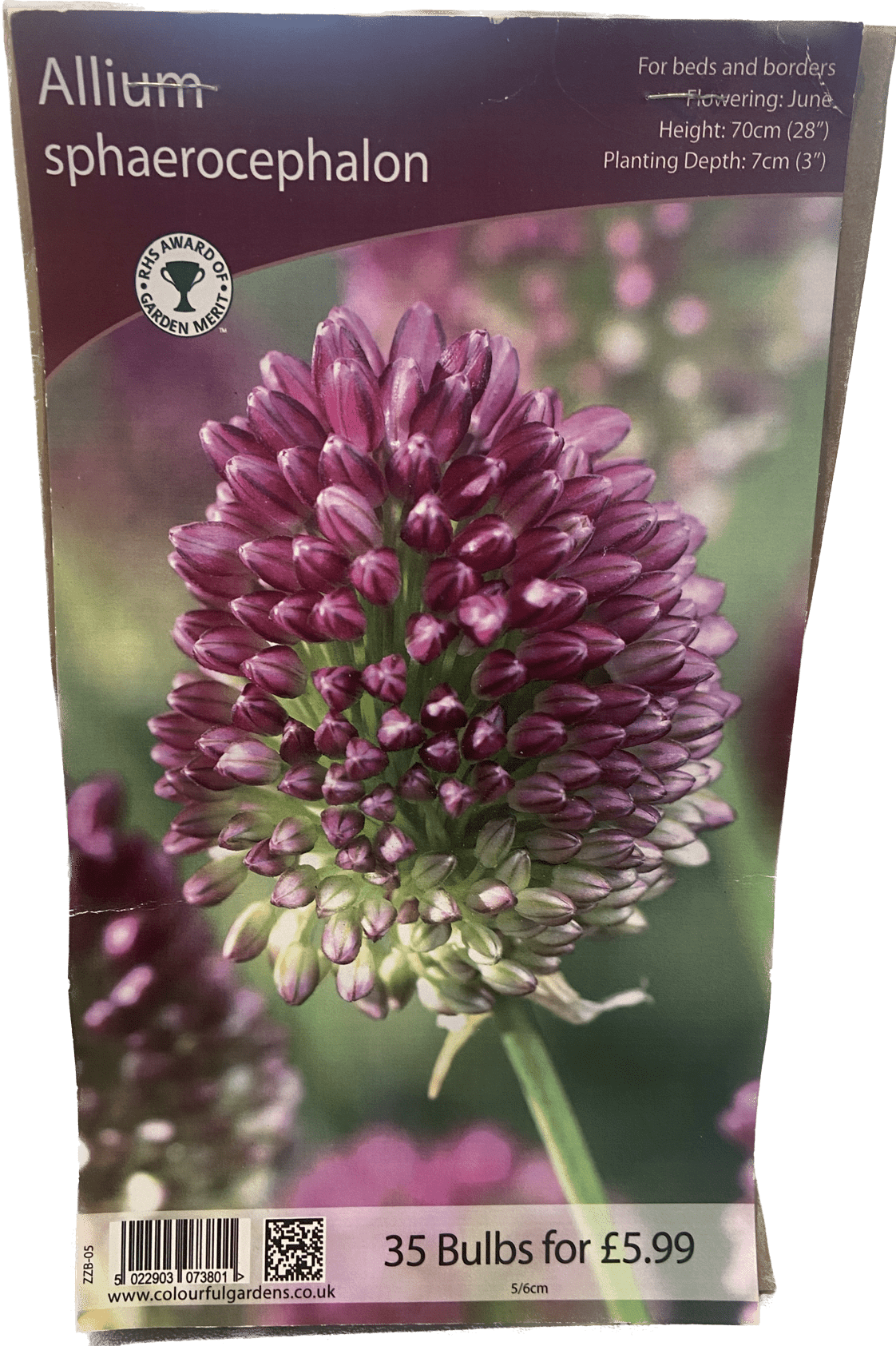 Allium Sphaerocephon Sturton Plants allium-sphaerocephon-sturton-plants