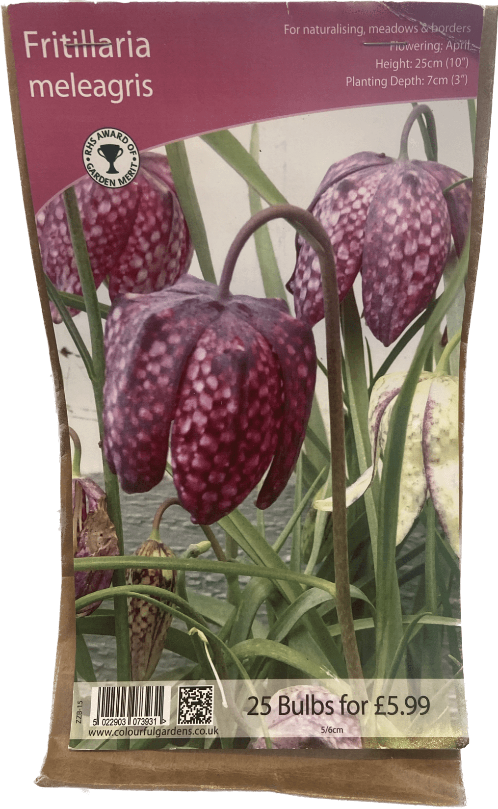 Fritillaria meleagris Sturton Plants