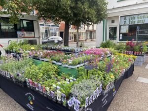 Plant stall at Spilsby Market